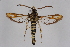  (Bembecia peterseni - CCDB-04608 E01)  @14 [ ] CreativeCommons - Attribution Non-Commercial Share-Alike (2010) Sesiidae Research Group Sesiidae Research Group