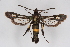  ( - CCDB-04608 E06)  @14 [ ] CreativeCommons - Attribution Non-Commercial Share-Alike (2010) Sesiidae Research Group Sesiidae Research Group