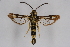  ( - CCDB-04641 H10)  @12 [ ] CreativeCommons - Attribution Non-Commercial Share-Alike (2010) Sesiidae Research Group Sesiidae Research Group