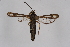  ( - CCDB-04608 G10)  @11 [ ] CreativeCommons - Attribution Non-Commercial Share-Alike (2010) Sesiidae Research Group Sesiidae Research Group
