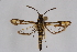 ( - CCDB-04609 A08)  @12 [ ] CreativeCommons - Attribution Non-Commercial Share-Alike (2010) Sesiidae Research Group Sesiidae Research Group