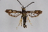  ( - CCDB-04609 A12)  @11 [ ] CreativeCommons - Attribution Non-Commercial Share-Alike (2010) Sesiidae Research Group Sesiidae Research Group