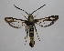  ( - CCDB-04609 B05)  @12 [ ] CreativeCommons - Attribution Non-Commercial Share-Alike (2010) Sesiidae Research Group Sesiidae Research Group