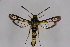  ( - CCDB-04609 B06)  @12 [ ] CreativeCommons - Attribution Non-Commercial Share-Alike (2010) Sesiidae Research Group Sesiidae Research Group