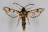  ( - CCDB-04609 D06)  @13 [ ] CreativeCommons - Attribution Non-Commercial Share-Alike (2010) Sesiidae Research Group Sesiidae Research Group