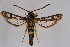  ( - CCDB-04609 E05)  @12 [ ] CreativeCommons - Attribution Non-Commercial Share-Alike (2010) Sesiidae Research Group Sesiidae Research Group