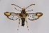  ( - CCDB-04609 F01)  @14 [ ] CreativeCommons - Attribution Non-Commercial Share-Alike (2010) Sesiidae Research Group Sesiidae Research Group