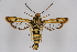  ( - CCDB-04609 F02)  @14 [ ] CreativeCommons - Attribution Non-Commercial Share-Alike (2010) Sesiidae Research Group Sesiidae Research Group