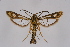  ( - CCDB-04608 H05)  @14 [ ] CreativeCommons - Attribution Non-Commercial Share-Alike (2010) Sesiidae Research Group Sesiidae Research Group