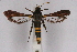  ( - CCDB-04616 G03)  @11 [ ] CreativeCommons - Attribution Non-Commercial Share-Alike (2010) Sesiidae Research Group Sesiidae Research Group