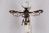  ( - CCDB-04616 G06)  @11 [ ] CreativeCommons - Attribution Non-Commercial Share-Alike (2010) Sesiidae Research Group Sesiidae Research Group