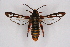  (Pennisetia insulicola - CCDB-04616 H05)  @11 [ ] CreativeCommons - Attribution Non-Commercial Share-Alike (2010) Sesiidae Research Group Sesiidae Research Group