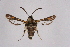  (Homogyna pygmaeum - CCDB-04609 H03)  @11 [ ] CreativeCommons - Attribution Non-Commercial Share-Alike (2010) Sesiidae Research Group Sesiidae Research Group