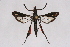  ( - CCDB-04609 H07)  @11 [ ] CreativeCommons - Attribution Non-Commercial Share-Alike (2010) Sesiidae Research Group Sesiidae Research Group