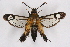  (Melittia inouei - CCDB-04610 A05)  @11 [ ] CreativeCommons - Attribution Non-Commercial Share-Alike (2010) Sesiidae Research Group Sesiidae Research Group