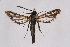  ( - CCDB-04611 C09)  @11 [ ] CreativeCommons - Attribution Non-Commercial Share-Alike (2010) Sesiidae Research Group Sesiidae Research Group