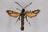  (Carmenta aurora - CCDB-04611 D06)  @14 [ ] CreativeCommons - Attribution Non-Commercial Share-Alike (2010) Sesiidae Research Group Sesiidae Research Group