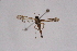  ( - CCDB-04611 D07)  @11 [ ] CreativeCommons - Attribution Non-Commercial Share-Alike (2010) Sesiidae Research Group Sesiidae Research Group