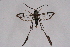  ( - CCDB-04611 E12)  @12 [ ] CreativeCommons - Attribution Non-Commercial Share-Alike (2010) Sesiidae Research Group Sesiidae Research Group