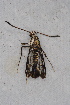  (Carmenta guyanensis - CCDB-04643 D03)  @13 [ ] CreativeCommons - Attribution Non-Commercial Share-Alike (2010) Sesiidae Research Group Sesiidae Research Group
