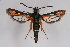  (Bembecia alaica - CCDB-04643 D11)  @14 [ ] CreativeCommons - Attribution Non-Commercial Share-Alike (2010) Sesiidae Research Group Sesiidae Research Group