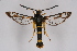  (Synanthedon tosevskii - CCDB-04643 E09)  @15 [ ] CreativeCommons - Attribution Non-Commercial Share-Alike (2010) Sesiidae Research Group Sesiidae Research Group