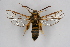  (Sesia przewalskii - CCDB-04687 D11)  @14 [ ] CreativeCommons - Attribution Non-Commercial Share-Alike (2010) Sesiidae Research Group Sesiidae Research Group