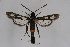 (Synanthedon spatenkai - CCDB-04687 F06)  @13 [ ] CreativeCommons - Attribution Non-Commercial Share-Alike (2010) Sesiidae Research Group Sesiidae Research Group