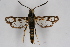  ( - CCDB-04684 A01)  @12 [ ] CreativeCommons - Attribution Non-Commercial Share-Alike (2010) Sesiidae Research Group Sesiidae Research Group