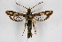  ( - CCDB-04684 A04)  @14 [ ] CreativeCommons - Attribution Non-Commercial Share-Alike (2010) Sesiidae Research Group Sesiidae Research Group
