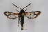  ( - CCDB-04684 A10)  @15 [ ] CreativeCommons - Attribution Non-Commercial Share-Alike (2010) Sesiidae Research Group Sesiidae Research Group
