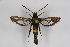  (Pyropteron atypica - CCDB-04684 C06)  @14 [ ] CreativeCommons - Attribution Non-Commercial Share-Alike (2010) Sesiidae Research Group Sesiidae Research Group