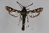  ( - CCDB-04684 C10)  @13 [ ] CreativeCommons - Attribution Non-Commercial Share-Alike (2010) Sesiidae Research Group Sesiidae Research Group