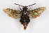  (Trilochana scolioides - CCDB-04684 E04)  @14 [ ] CreativeCommons - Attribution Non-Commercial Share-Alike (2010) Sesiidae Research Group Sesiidae Research Group