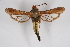  (Paranthrene xanthosoma - CCDB-04684 F02)  @14 [ ] CreativeCommons - Attribution Non-Commercial Share-Alike (2010) Sesiidae Research Group Sesiidae Research Group