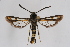  (Bembecia lamai - CCDB-04684 F03)  @14 [ ] CreativeCommons - Attribution Non-Commercial Share-Alike (2010) Sesiidae Research Group Sesiidae Research Group