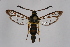 (Synanthedon theryi - CCDB-04684 H01)  @14 [ ] CreativeCommons - Attribution Non-Commercial Share-Alike (2010) Sesiidae Research Group Sesiidae Research Group