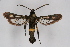  ( - CCDB-04613 A12)  @14 [ ] CreativeCommons - Attribution Non-Commercial Share-Alike (2010) Sesiidae Research Group Sesiidae Research Group