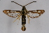  ( - CCDB-04613 B01)  @13 [ ] CreativeCommons - Attribution Non-Commercial Share-Alike (2010) Sesiidae Research Group Sesiidae Research Group