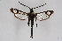  (Synanthedon typhiaeformis - CCDB-04613 D10)  @14 [ ] CreativeCommons - Attribution Non-Commercial Share-Alike (2010) Sesiidae Research Group Sesiidae Research Group