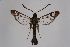  ( - CCDB-04613 E02)  @12 [ ] CreativeCommons - Attribution Non-Commercial Share-Alike (2010) Sesiidae Research Group Sesiidae Research Group