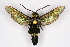  (Trilochana oberthueri - CCDB-04685 A03)  @14 [ ] CreativeCommons - Attribution Non-Commercial Share-Alike (2010) Sesiidae Research Group Sesiidae Research Group
