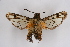  (Melittia cf. endoxantha - CCDB-04685 B11)  @14 [ ] CreativeCommons - Attribution Non-Commercial Share-Alike (2010) Sesiidae Research Group Sesiidae Research Group