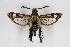  (Melittia cf. oedipus - CCDB-04685 B06)  @14 [ ] CreativeCommons - Attribution Non-Commercial Share-Alike (2010) Sesiidae Research Group Sesiidae Research Group