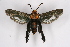  (Melittia cf. abyssiniensis - CCDB-04685 B12)  @14 [ ] CreativeCommons - Attribution Non-Commercial Share-Alike (2010) Sesiidae Research Group Sesiidae Research Group