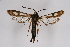  ( - CCDB-04685 G05)  @14 [ ] CreativeCommons - Attribution Non-Commercial Share-Alike (2010) Sesiidae Research Group Sesiidae Research Group
