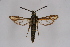  ( - CCDB-04685 H10)  @12 [ ] CreativeCommons - Attribution Non-Commercial Share-Alike (2010) Sesiidae Research Group Sesiidae Research Group