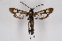  ( - CCDB-04686 A06)  @14 [ ] CreativeCommons - Attribution Non-Commercial Share-Alike (2010) Sesiidae Research Group Sesiidae Research Group