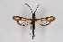  ( - CCDB-04686 B03)  @13 [ ] CreativeCommons - Attribution Non-Commercial Share-Alike (2010) Sesiidae Research Group Sesiidae Research Group