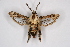  (Afromelittia - CCDB-04686 B10)  @15 [ ] CreativeCommons - Attribution Non-Commercial Share-Alike (2010) Sesiidae Research Group Sesiidae Research Group